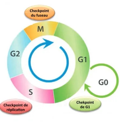 Figure 3. Les phases du cycle cellulaire et leur point de contrôle 