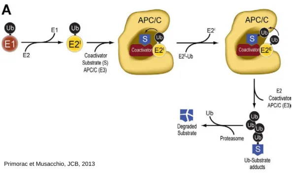Figure 7. Protéolyse par l’APC/C 