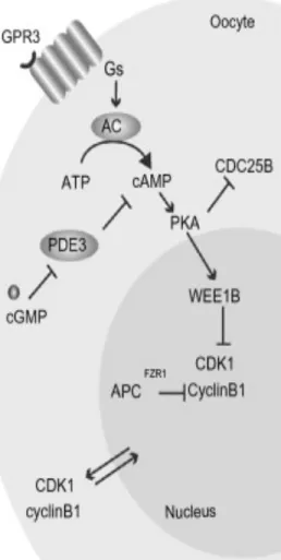 Figure  10.  Régulation  de  l’activité  MPF  dans les ovocytes de souris en GV  Dans  l’ovocyte  de  souris,  l’inhibition  du  MPF  se  fait  à  deux  niveaux  afin  de  maintenir  l’arrêt  des  ovocytes  en  GV