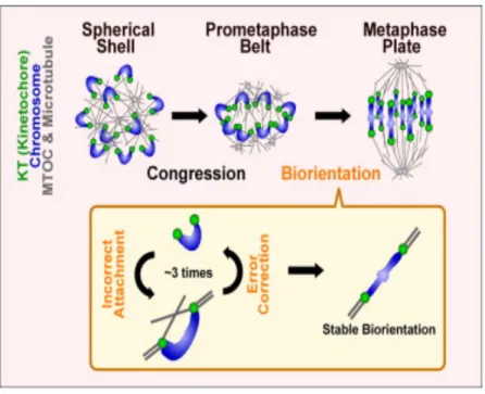 Figure 11. Bi-orientation des chromosomes homologues en méiose I dans l’ovocyte  de souris 