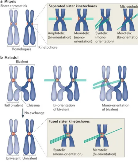 Figure 15. Attachement des chromosomes en mitose et en méiose I 