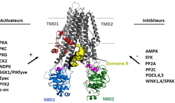 Figure 2 : Structure et principaux régulateurs de la protéine CFTR-WT 