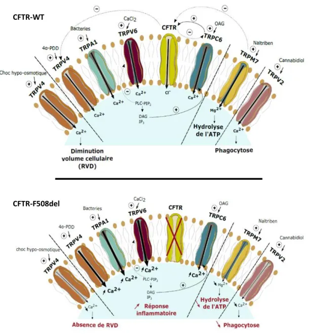 Figure 3 : Aperçu des canaux TRP qui sont dérégulés dans les cellules qui expriment la protéine  CFTR-F508del 