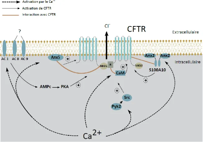 Figure 5 : Rôle du Ca 2+  dans l’activation du canal CFTR  