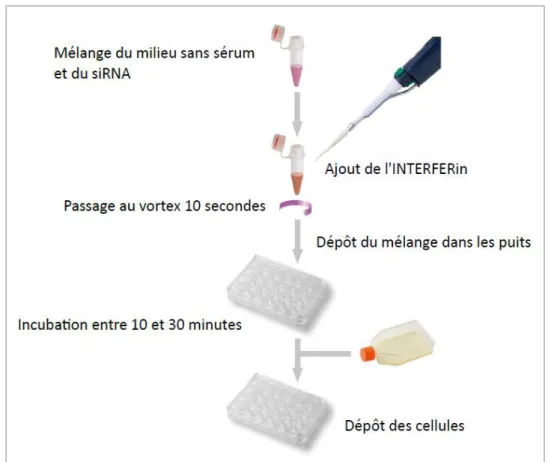 Figure 22 : Protocole schématisé de la reverse transfection de siRNA sur inserts 