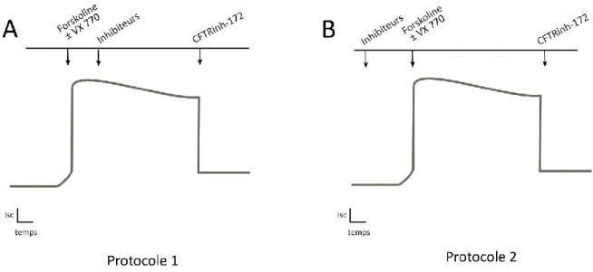 Figure 24 : Représentation des deux protocoles utilisés au cours des expériences en chambre de  Ussing 