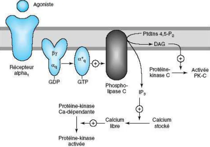Figure 3: Caractérisation de la stimulation des récepteurs alpha 1 adrénergiques. La  stimulation  de  ces  récepteurs  par  les  catécholamines  entraine  l’activation  d’une  protéine  de  couplage  Gq