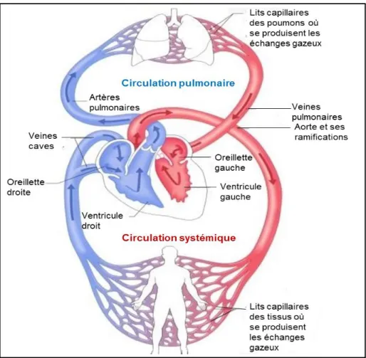 Figure 6 : Circulation pulmonaire et circulation systémique  (Source : http://www.alloprof.qc.ca/BV/pages/s1274.aspx)