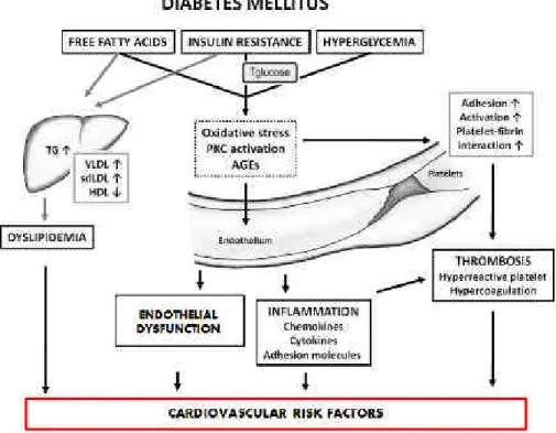 Figure  2.  Association  between  diabetes  and  CVDs.  In  diabetes,  hyperglycemia,  excess  free  fatty  acid  and  insulin  resistance  can  cumulatively  alter  the  function  of  multiple  cell  types  leading to augment cardiovascular risk factors