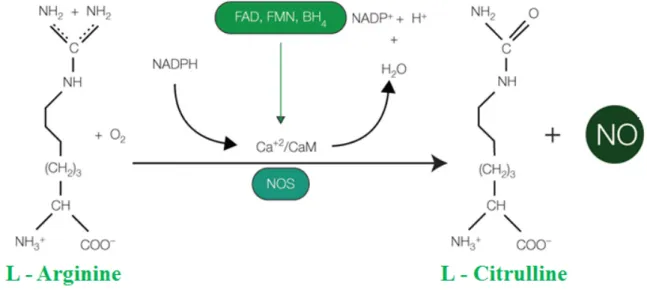Figure 5. Nitric oxide synthesis. Calcium (Ca 2+ ) binds to calmodulin (CaM) activating eNOS,  which catalyses the oxidation of the terminal guanidinyl nitrogen of the amino acid L-arginine 