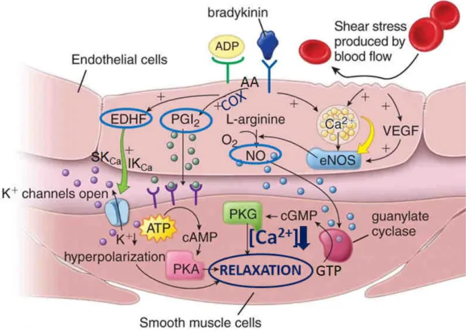 Figure  6.  Endothelial-derived  relaxing  factors.  Relaxation  of  VSMC  by  diffusable  vasodilator  substances  from  endothelial  cells