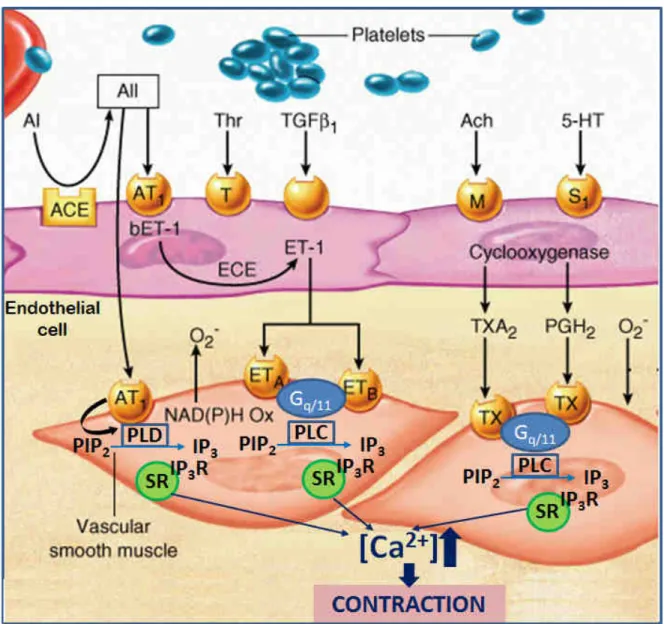 Figure  7.  Release  of  endothelial-derived  contracting  factors.  AI:  angiotensin  I;  AII: 