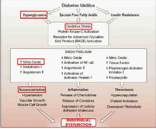 Figure  11.  Endothelial  dysfunction  in  Diabetes.  Modified  from  (Beckman,  Creager  et  al