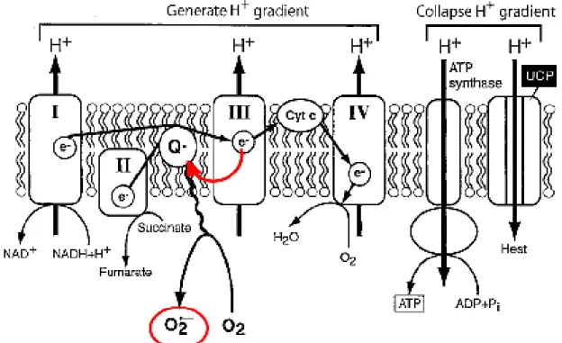 Figure  13.  Hyperglycemia-induced  production  of  superoxide  anion  by  the  mitochondrial  electron transport chain
