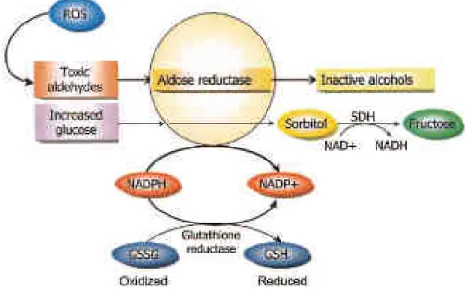 Figure 15. Hyperglycemia increases flux through the polyol pathway. ROS, reactive oxygen  species,  SDH,  sorbitol  dehydrogenase;  NAD+,  oxidized  nicotinamide  adenine  dinucleotide; 