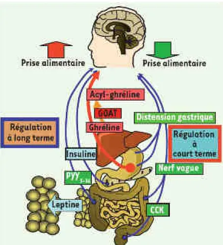 Figure 5 : La régulation de la prise alimentaire.  