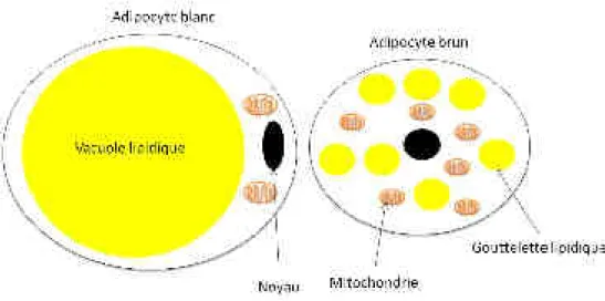 Figure 7 : Représentation schématique d'un adipocyte blanc et d'un adipocyte brun. 