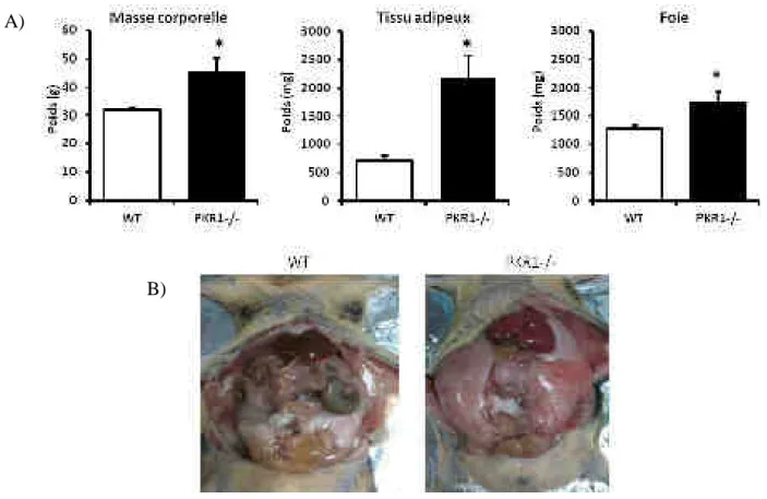 Figure 20 : Masse corporelle et poids des organes des souris PKR1 -/- . 