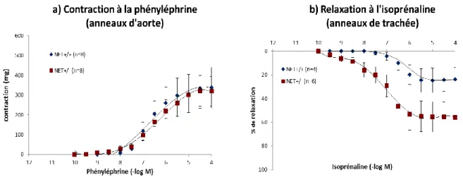 Figure 12 : Etude fonctionnelle de la sensibilité des récepteurs a)   1 -adrénergiques  et b)  β 2 -adrénergiques chez les souris NET