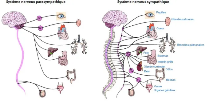 Figure 1 : Organisation des systèmes nerveux parasympathique et sympathique 