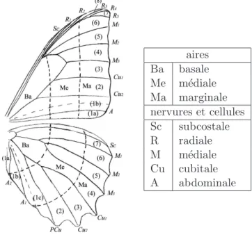 Fig. 1.1 – Nervation standard d’un Morpho et nomenclature des principales r´egions des ailes (d’apr`es Catherine Cassild´e )