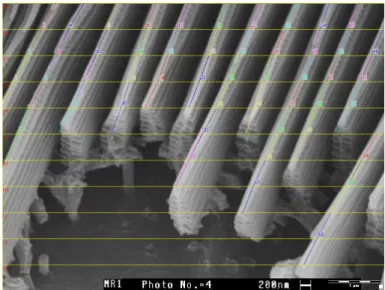 Fig. 1.22 – Point´es sur une image en MEB sur M. rhetenor pour la mesure du pa- pa-rall´elisme des stries.