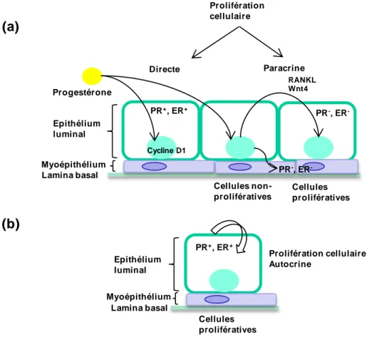 Figure 3. Mécanismes de la prolifération cellulaire induite  par la progestérone au niveau des cellules  mammaires (a) et lors de la transformation néoplasique cancéreuse (b)