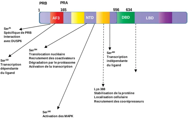 Figure  7:  Modifications  post-traductionnelles  du  récepteur  de  la  progestérone