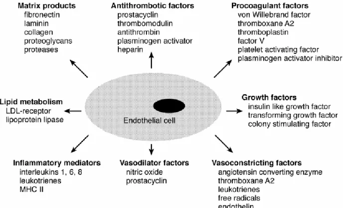 Figure 9: Different mediators that show metabolic and synthetic functions of the endothelial cells (Galley  H