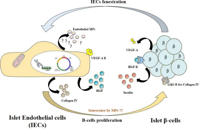 Figure 10 : Cross-talk relationship between islet endothelial cells (IECs) and β-cells 