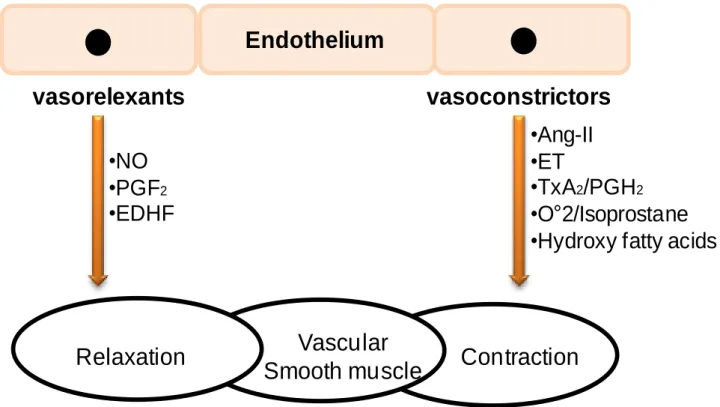 Figure 11: Biochemical mediators of vasocontracting and vasorelaxing released by the endothelium  (Abeywardena M