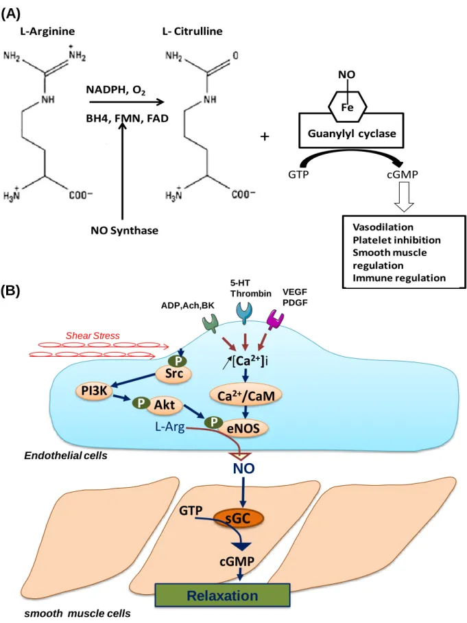 Figure 12: NO generation from L-Arginine and its functional properties in the endothelial cell and its  actions in the vascular smooth muscle cell