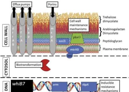 Figure VI: Important role of mycobacterial cell wall in resistance mechanism   (Van Ingen, Boeree, et al., 2012) 