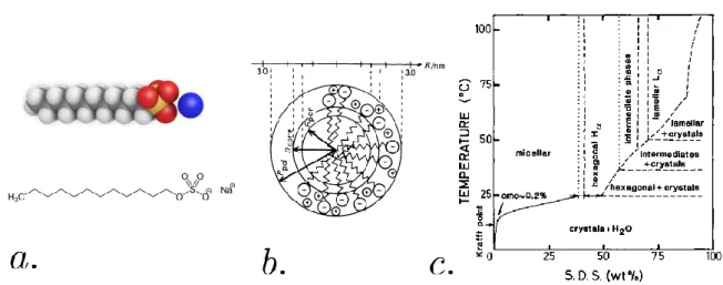 Figure 1.6: Caractéristiques du SDS. a : Schéma et vue 3D du SDS ; b : Taille de la micelle de SDS [20] ; c : Diagramme de phase du SDS dans l’eau [17]