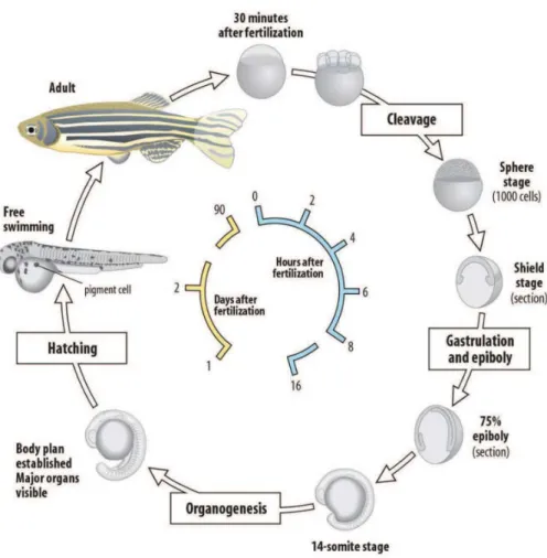 Figure 11: Life cycle of the zebrafish (D'Costa and Shepherd, 2009) 
