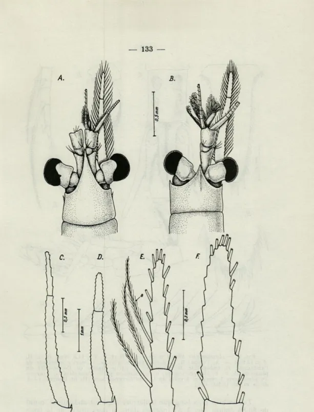 FIG .  4.  —  Leptomysis  bùrgii  n.  sp.  (A,  C,  E),  et  Leptomysis  mediterranea  Sars  (B,  D,   F)   de  Banyuls-sur-Mer