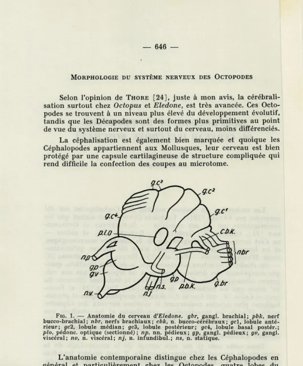 FIG.  1.   —  Anatomie  du  cerveau  d'Eledone.  gbr,  gangl.  brachial;  pbk,  nerf  bucco-brachial;  nbr,  nerfs  brachiaux;  cbk,  n