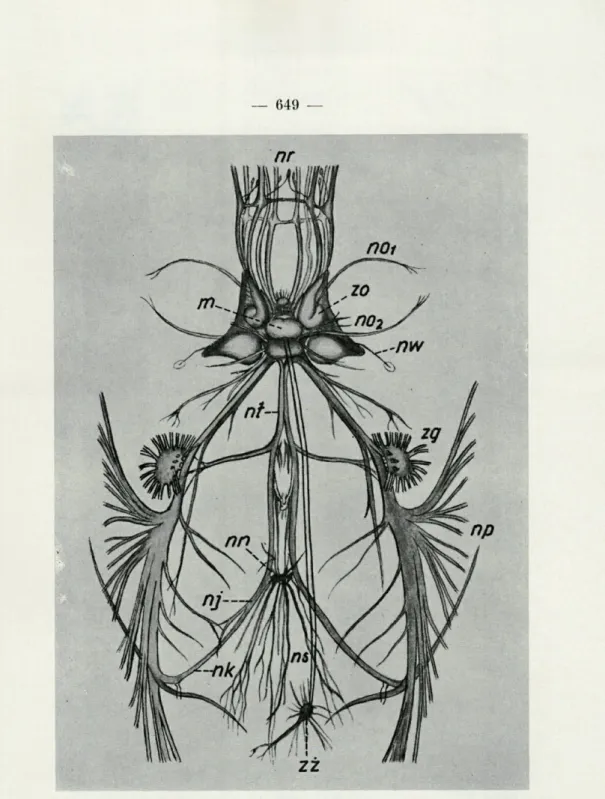 FIG.  4.   —  Système  nerveux  d'un  Céphalopode,  nr,  nn.  brachiaux;  nol,  n.  ophtalmique  ant.;  nol,   n 