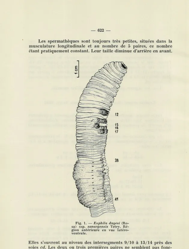 Fig.  1.   —   Eophila  dugesi  (Ro- (Ro-sa)  ssp.  sanaryensis  Tetry.   Ré-gion  antérieure  en  vue   latéro-ventrale