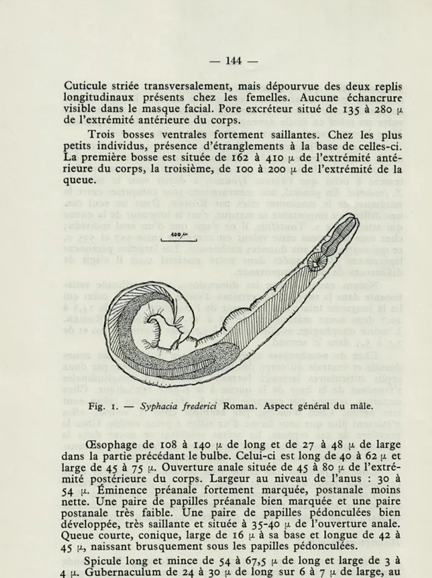Fig.  1.   —   Syphacia  frederici  Roman.  Aspect  général  du  mâle. 