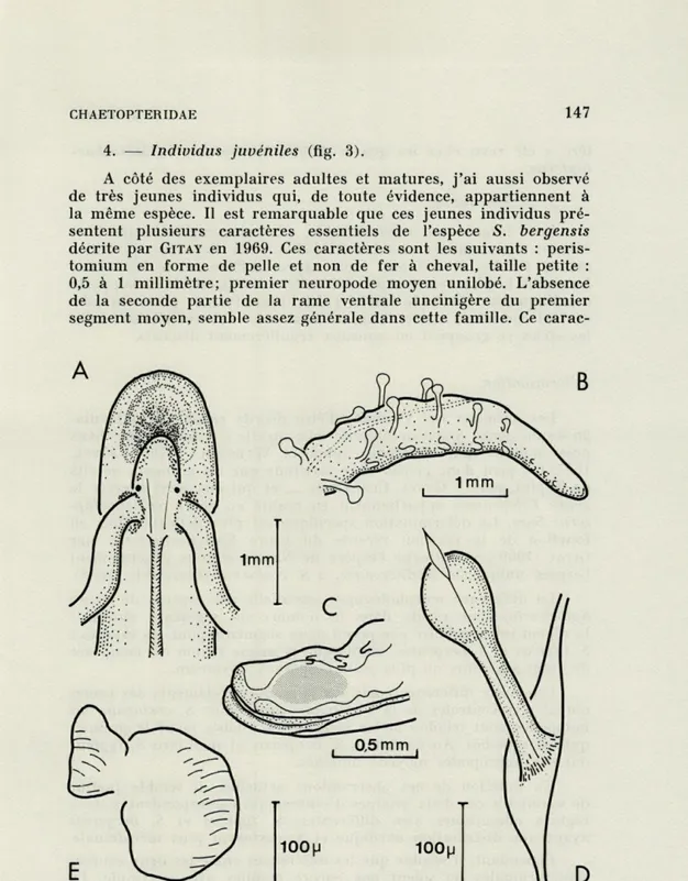 FIG.   3.   —   Spiochaetopterus  costarum  :  forme  juvénile. 
