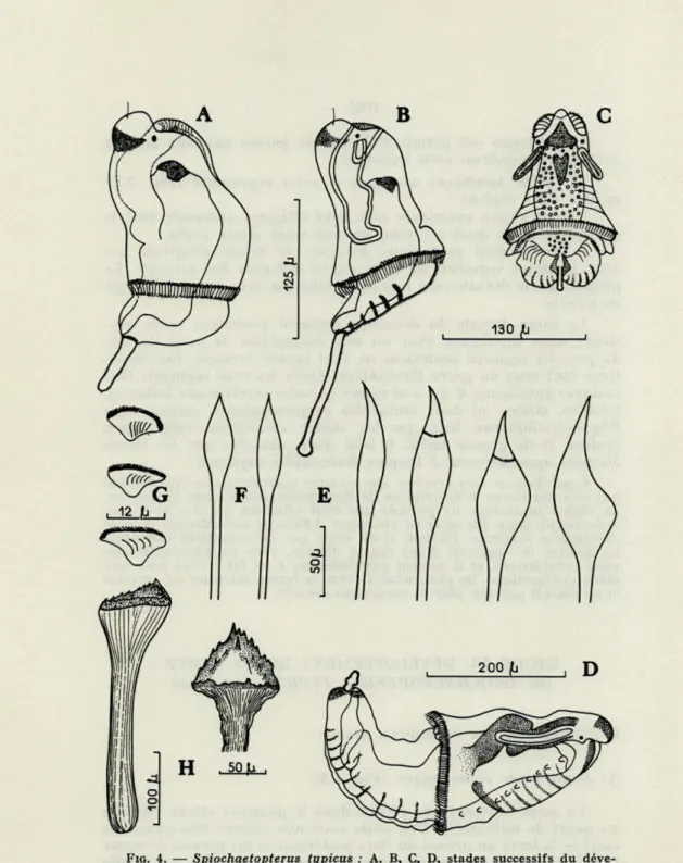 FIG.   4.  —  Spiochaetopterus  typicus  :  A,  B,   C,   D,  stades  successifs  du  déve- déve-loppement;  A,  stade  planctonique  sans  tentacules;  B,  C,  stade  planctonique  à  deux  tentacules  ;  D,  stade  benthique