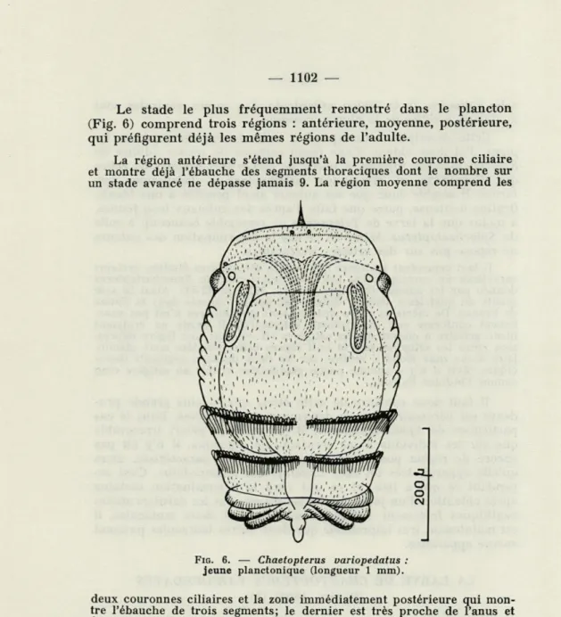 FIG.   6.   —   Chaetopterus  variopedatus  :  jeune  planctonique  (longueur  1  mm)