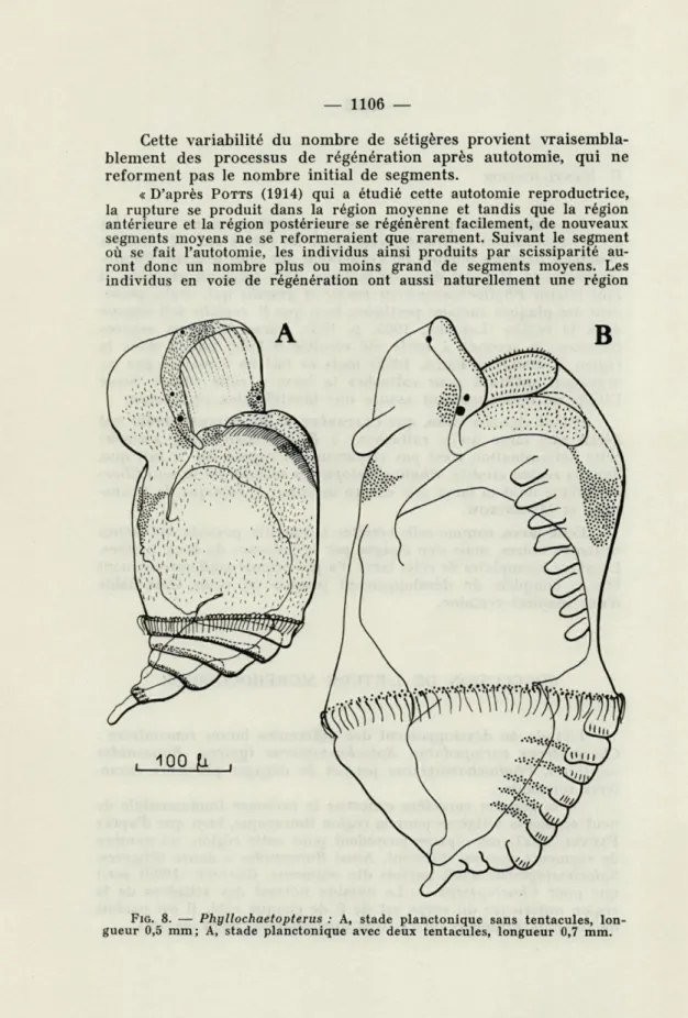 FIG.  8.   —  Phyllochaetopterus  :   A,   stade  planctonique  sans  tentacules,  lon- lon-gueur   0 ,5  mm;   A,   stade  planctonique  avec  deux  tentacules,  longueur   0,7   mm