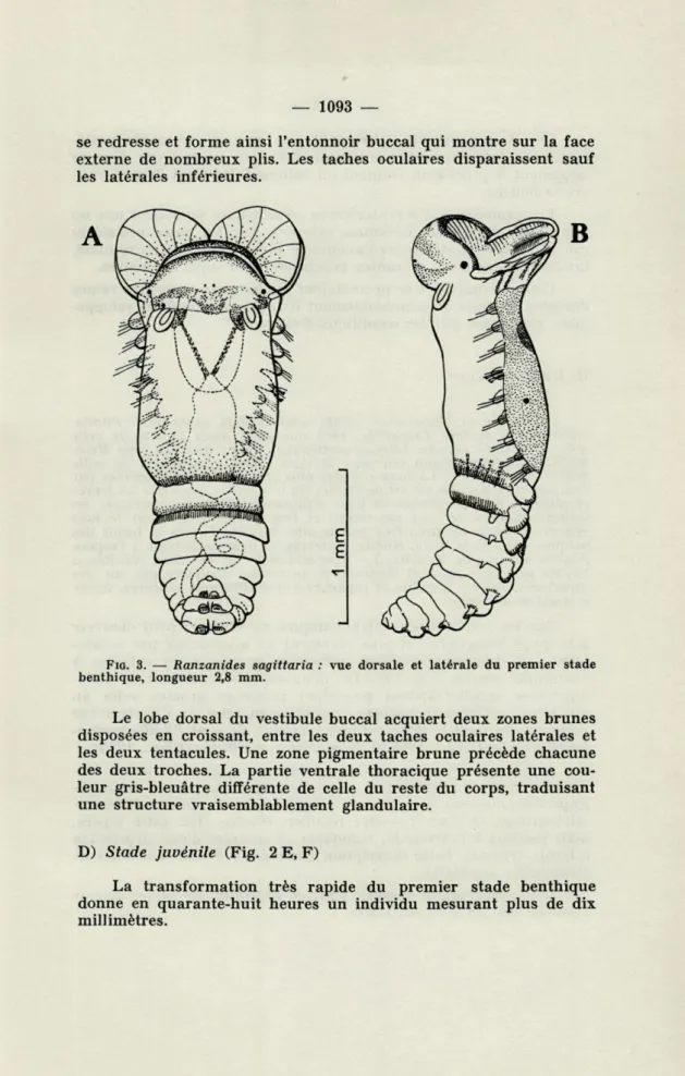 FIG.   3.  —  Ranzanides  sagittaria  :  vue  dorsale  et  latérale  du  premier  stade  benthique,  longueur  2,8  mm