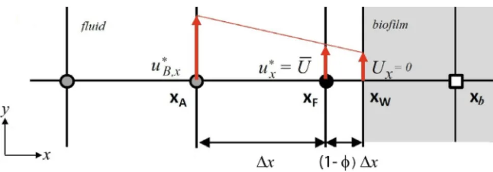 Fig. 1. Illustration of the interpolation  procedure in the x direction  with  the  immersed boundary method (IBM)