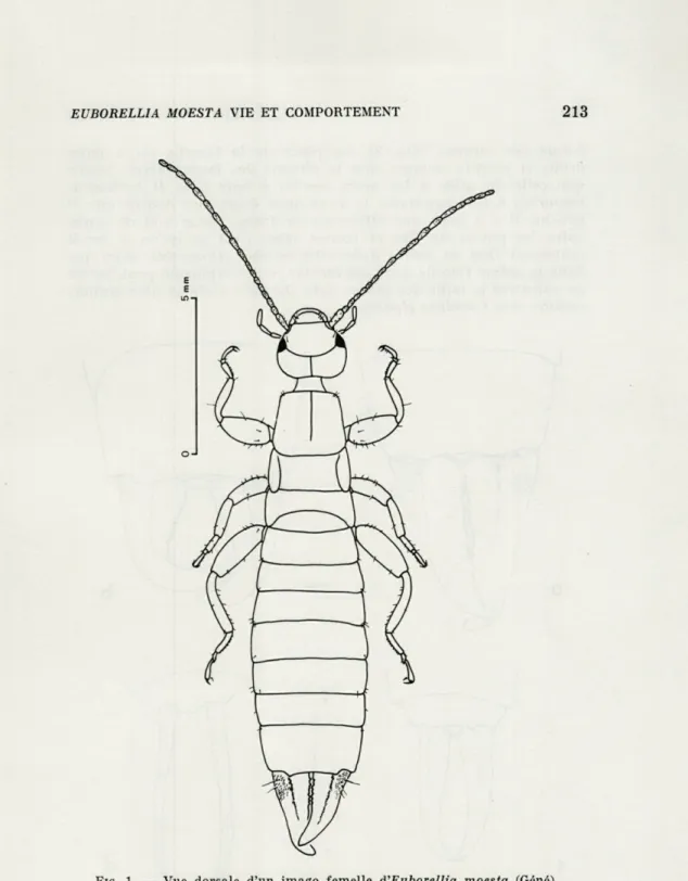 FIG.   1.  —  Vue  dorsale  d'un  imago  femelle  d'Euborellia  moesta  (Géné). 
