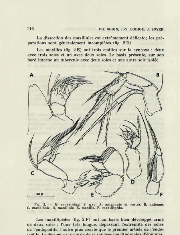 FIG.  2.   —  //.   cooperatum  î  n  sp.  A,  antennule  et  rostre.  B,  antenne. 