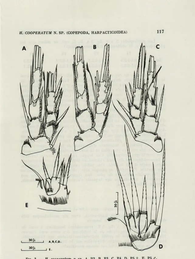 FIG .  3.  —  H.  cooperatum  n.  sp.  A,  P2.  B,  P3.  C,  P4.  D,  P5  Ç.  E,  P5  J