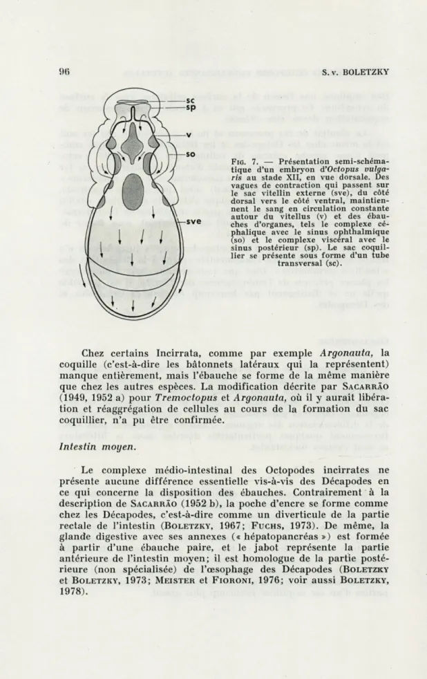 FIG.  7.   —  Présentation  semi-schéma- semi-schéma-tique  d'un  embryon  d'Octopus   vulga-ris  au  stade  XII,  en  vue  dorsale